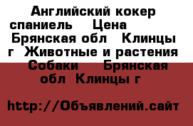 Английский кокер спаниель  › Цена ­ 5 000 - Брянская обл., Клинцы г. Животные и растения » Собаки   . Брянская обл.,Клинцы г.